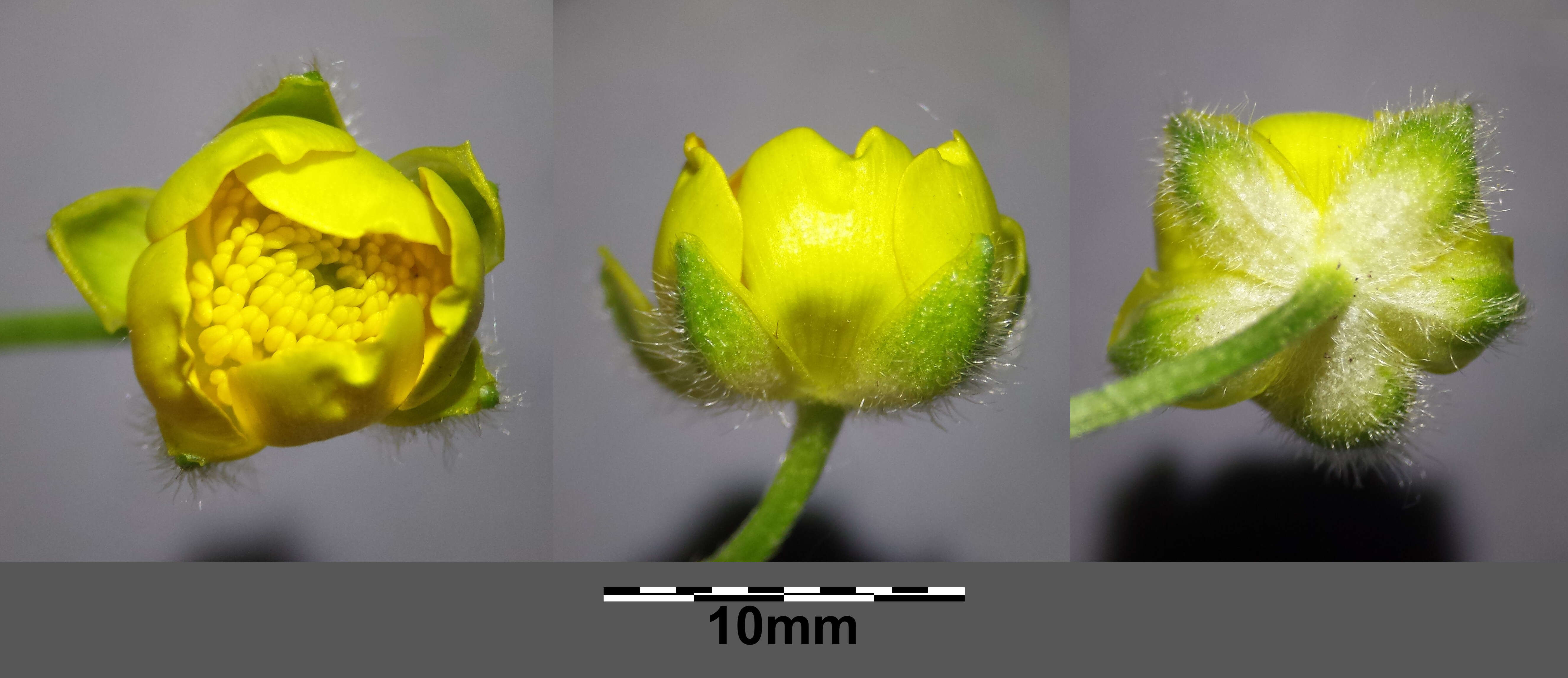 Image of Ranunculus polyanthemos L.