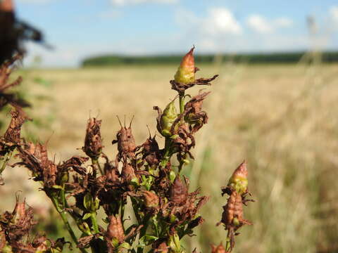 Image of spotted St. Johnswort