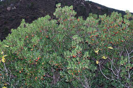 Image of strawberry tree