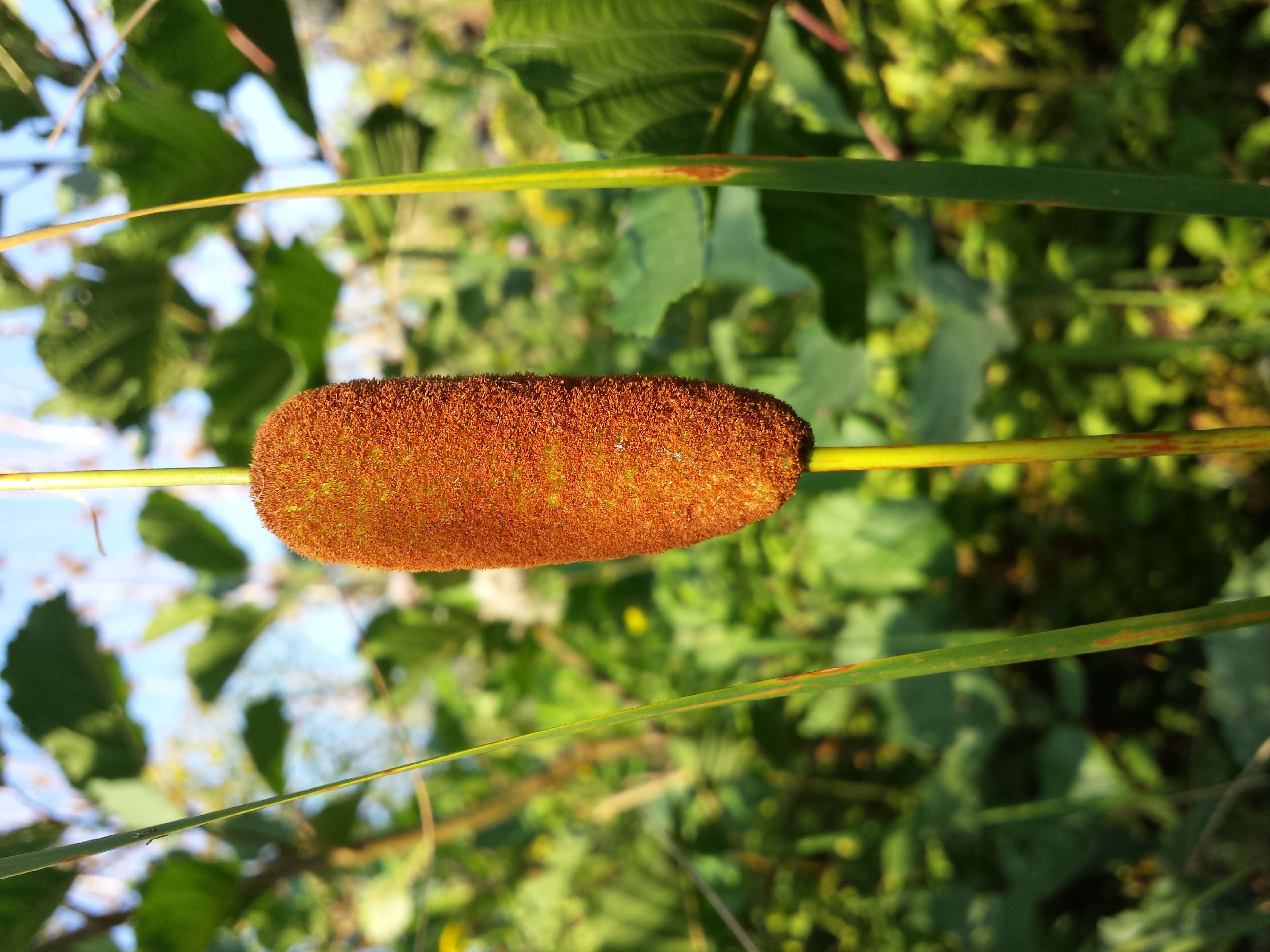 Image of graceful cattail