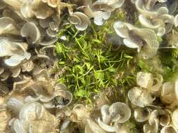 Image of Caulerpa sertularioides