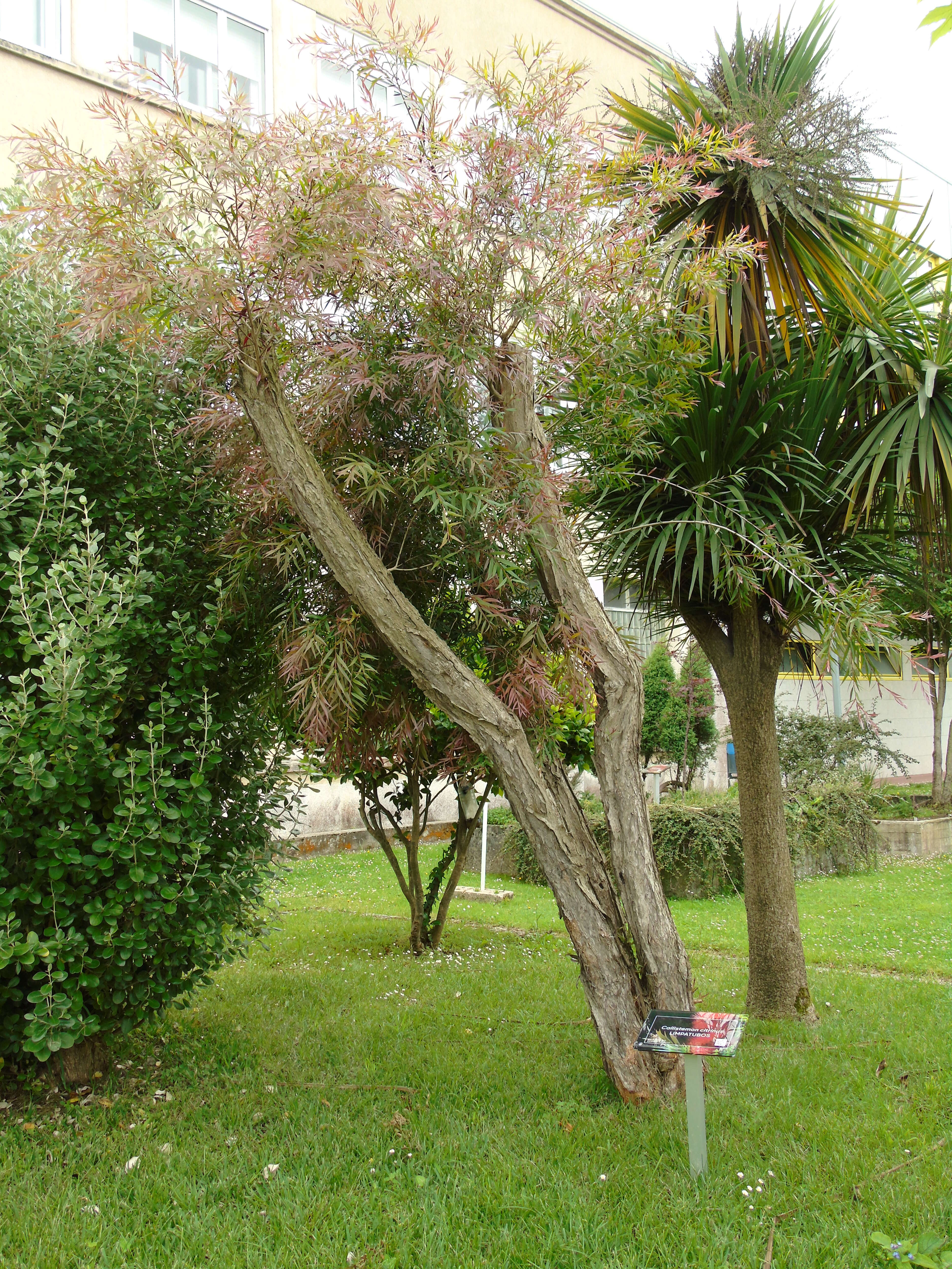 صورة Callistemon citrinus (Curtis) Skeels