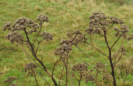 Image of common tansy