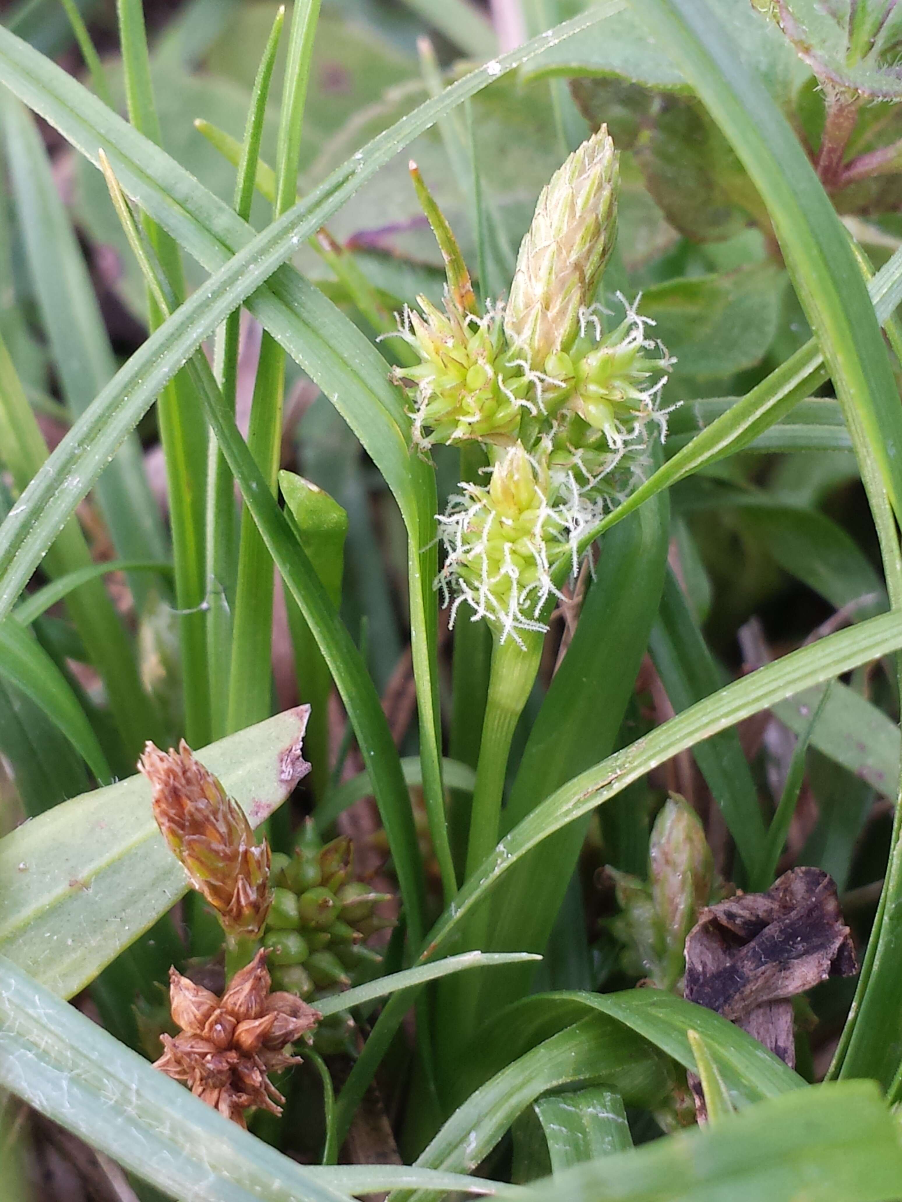 Image of Carex viridula