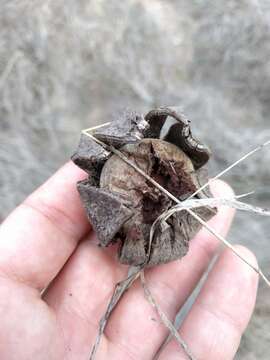 Image of False Earthstar