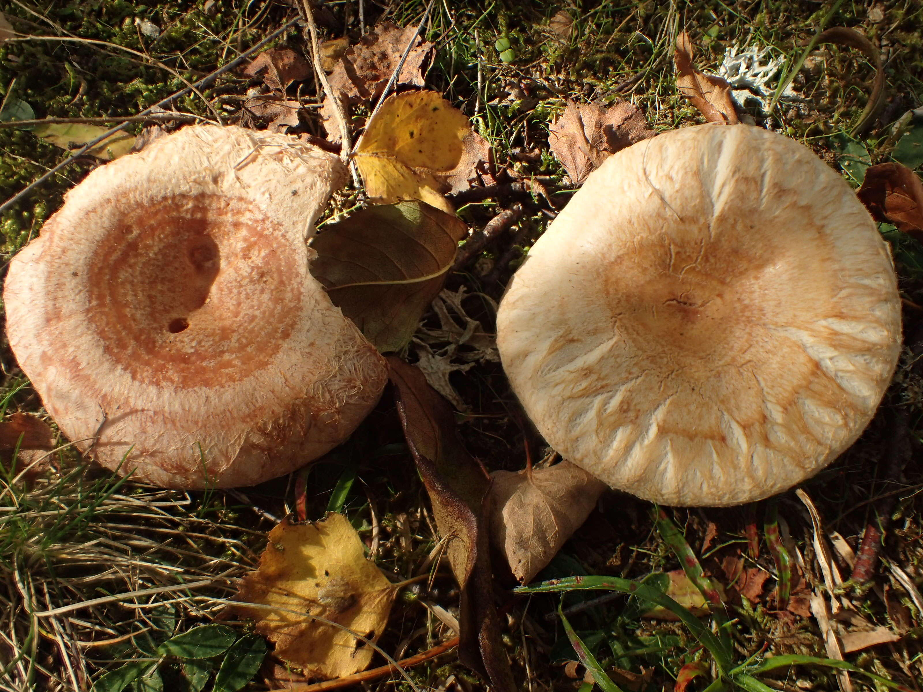 صورة Lactarius pubescens Fr. 1838