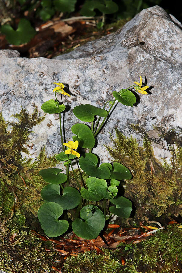 Image of arctic yellow violet