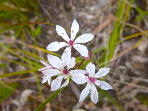 Image of Burchardia umbellata R. Br.