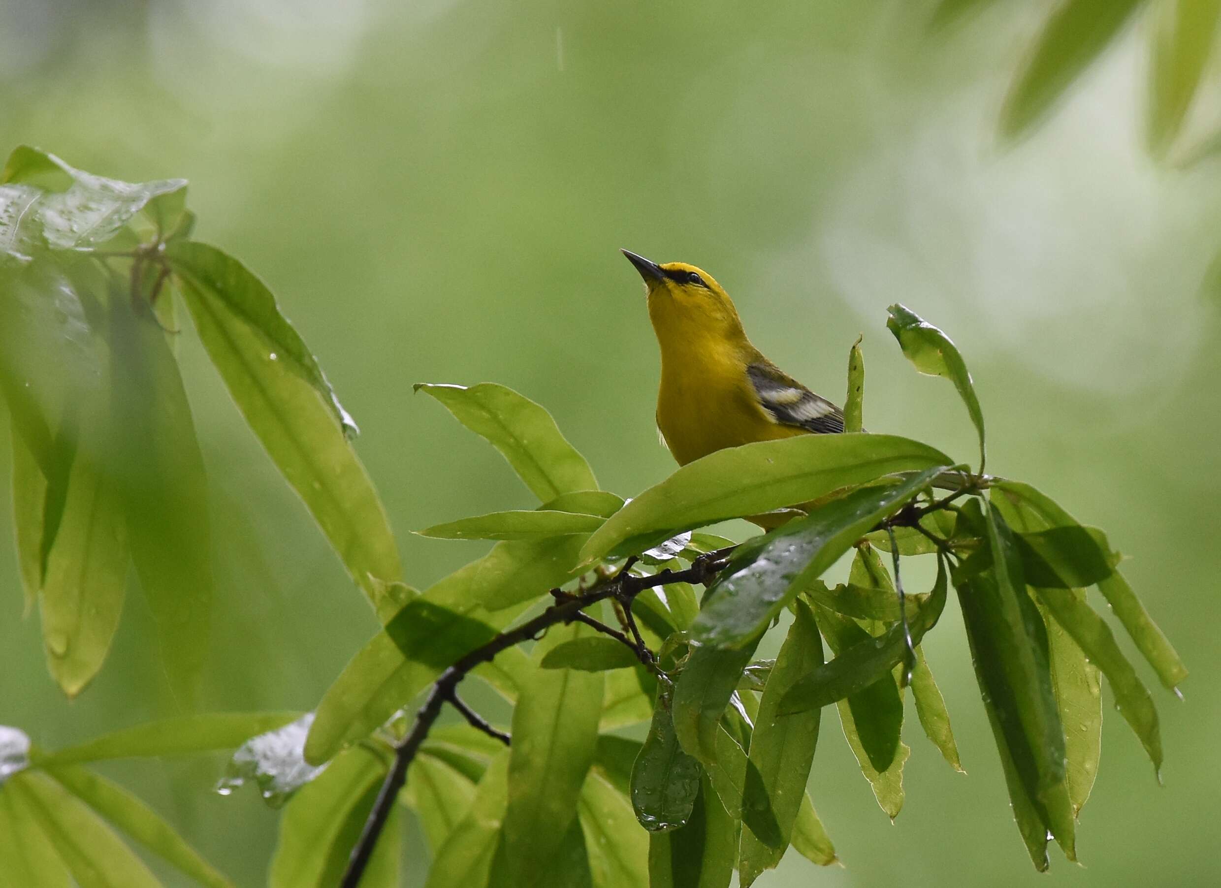 Image of Blue-winged Warbler