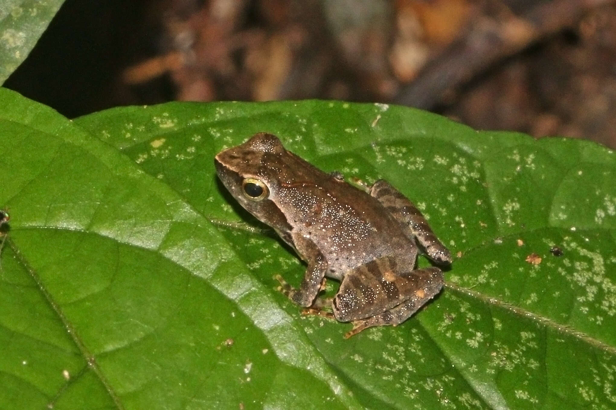 Phrynobatrachus plicatus (Günther 1858)的圖片