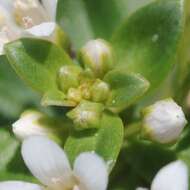 Image of spoonleaf yellow loosestrife