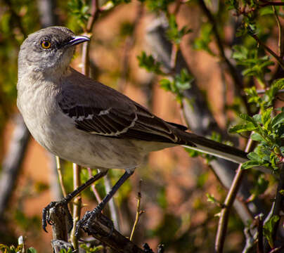 Image of Northern Mockingbird