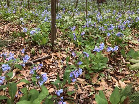 Image of Virginia Bluebell