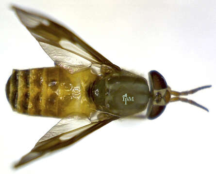 Image of Chrysops