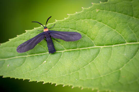 Image of Grapeleaf Skeletonizer