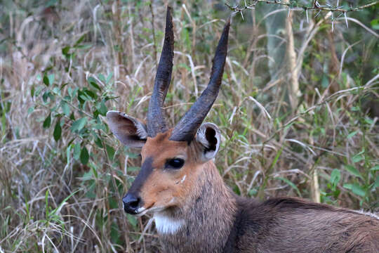 Image of Tragelaphus sylvaticus