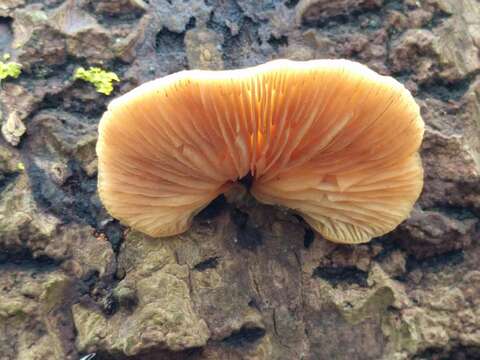 Image of Crepidotus mollis (Schaeff.) Staude 1857