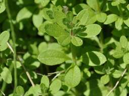 Image of Goosegrass