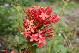 Image of ixora