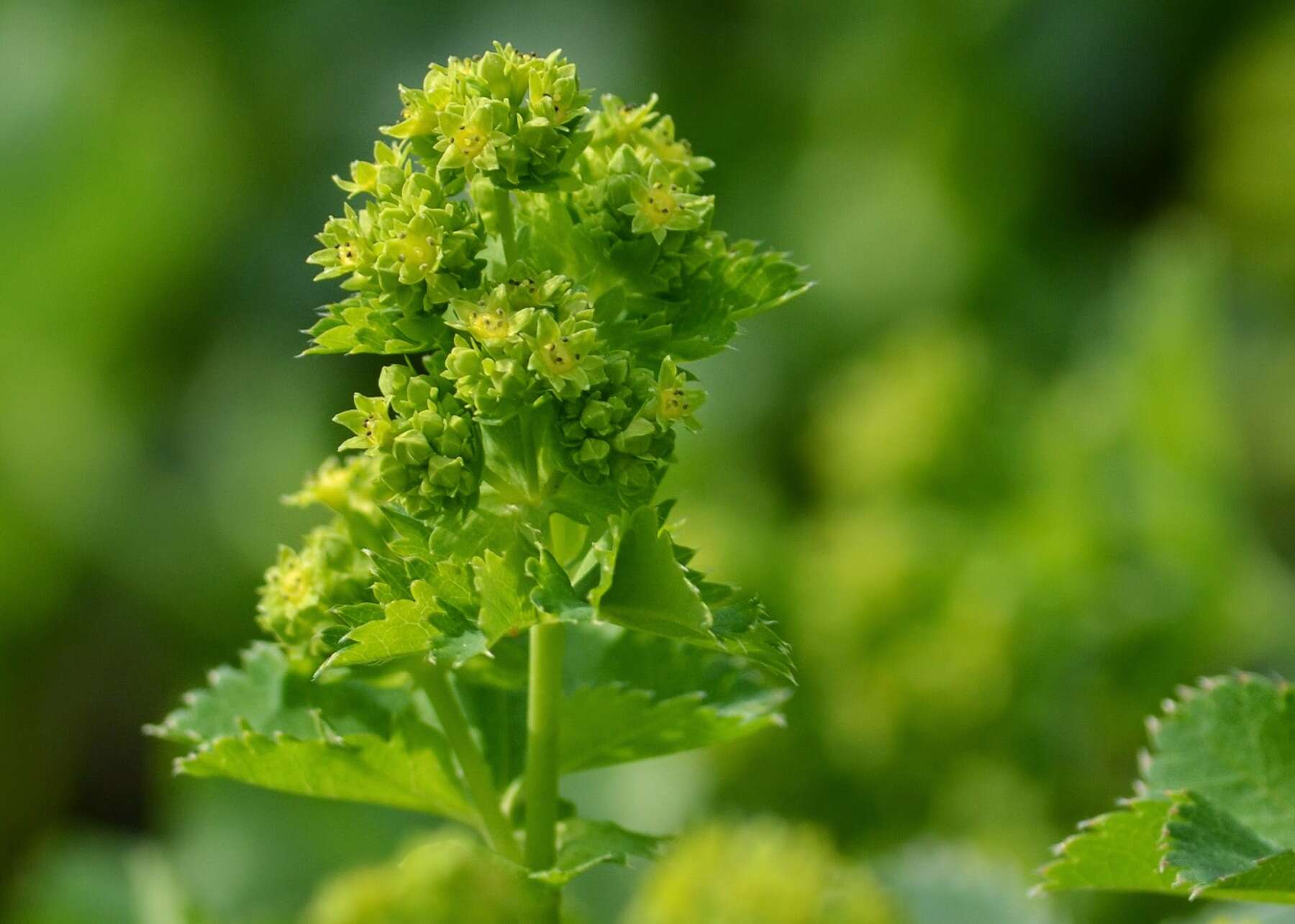 Image of hairy lady's mantle