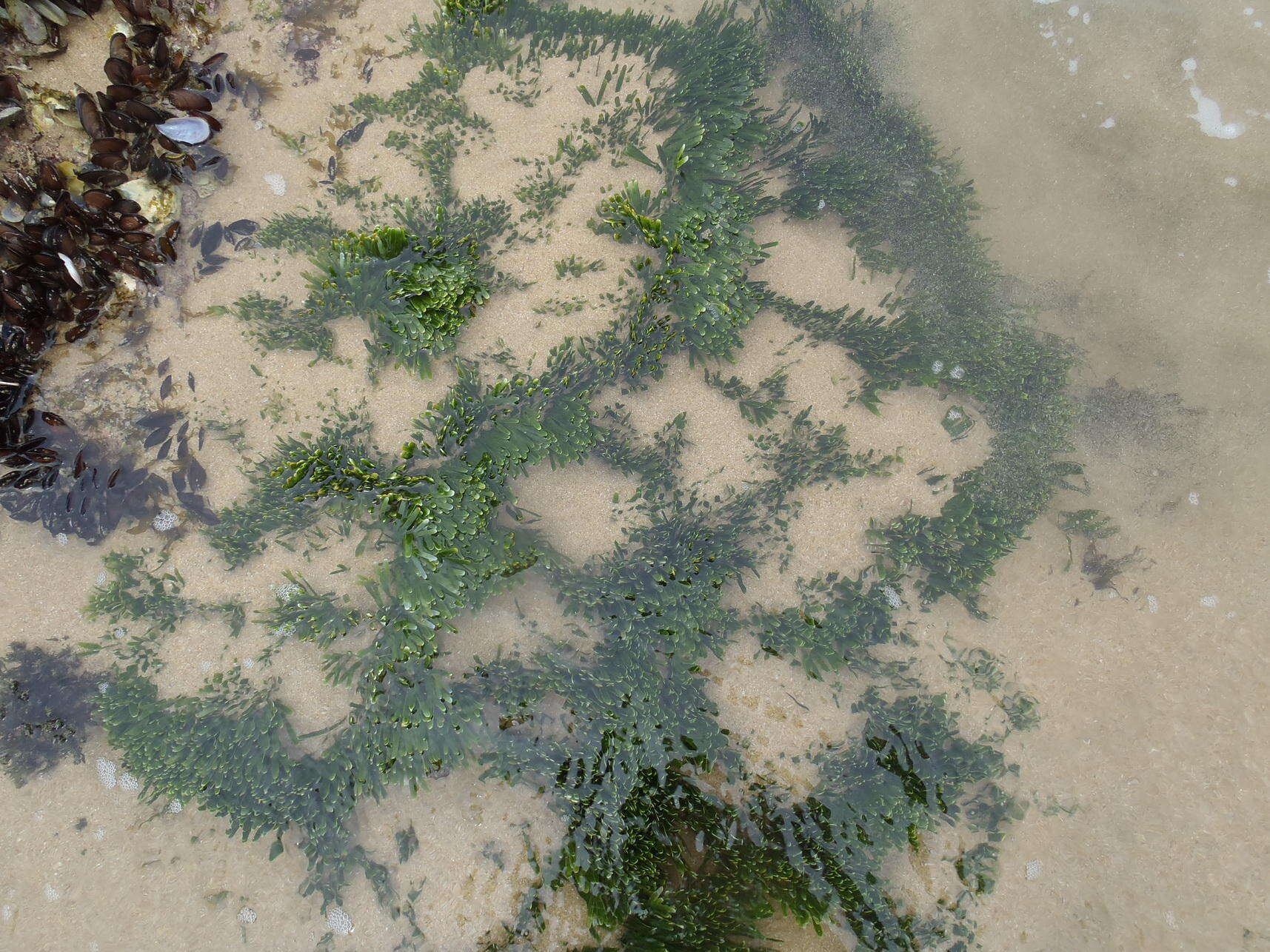 Image of Caulerpa filiformis