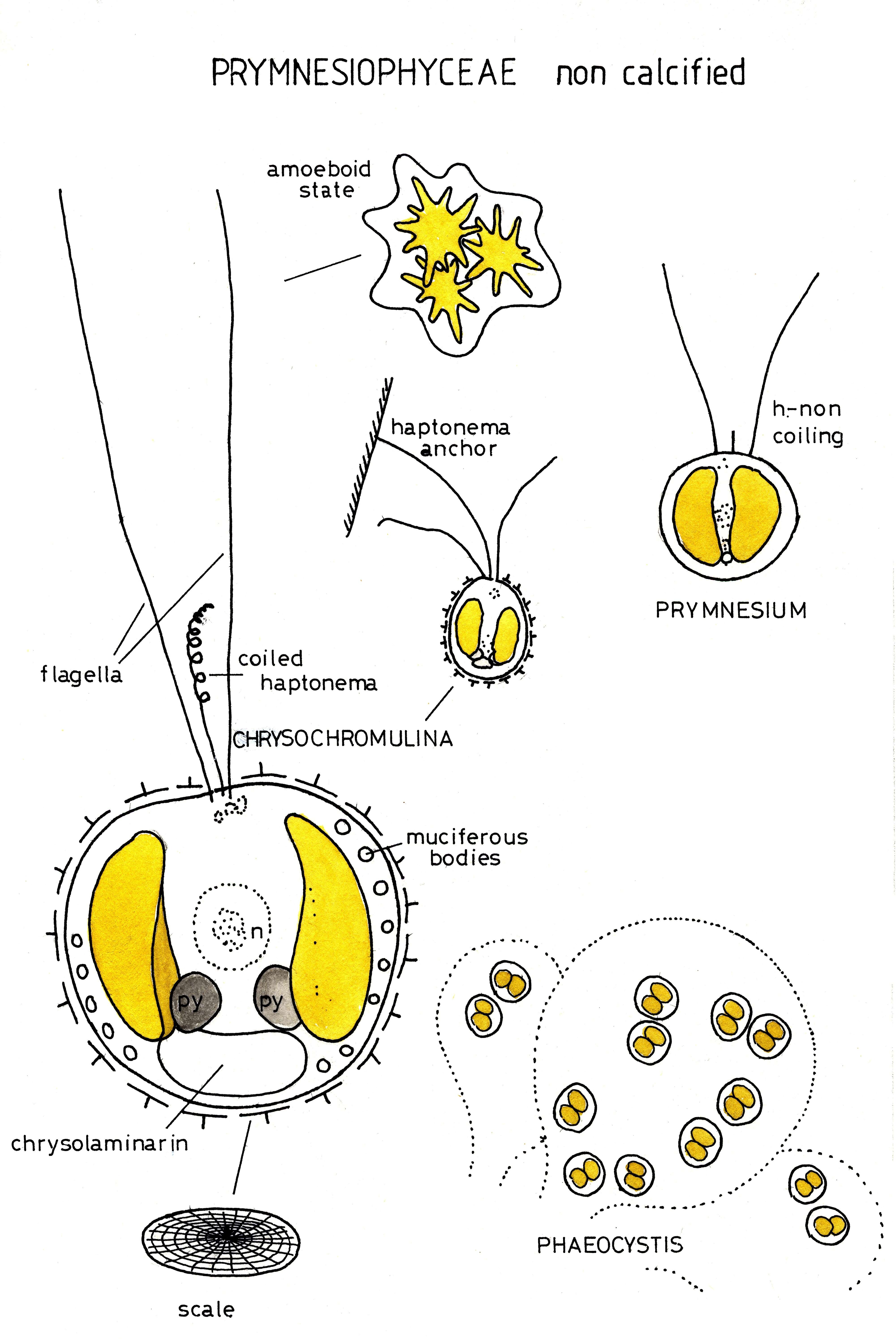 Image de Prymnesiophyceae