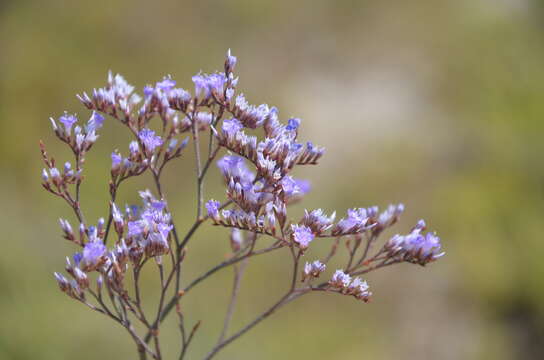 Image of Mediterranean sea lavender