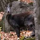 Image of Kashmir Musk Deer