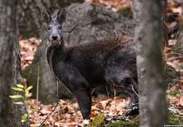 Image of Kashmir Musk Deer