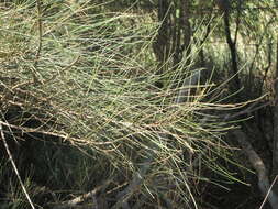 Image of gray sheoak