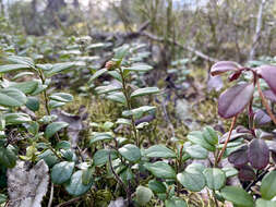 Image of lingonberry