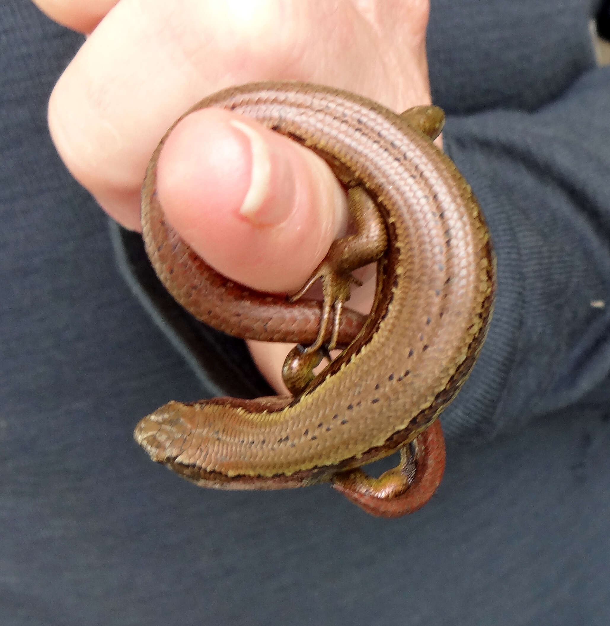 Image of Chesterfield skink