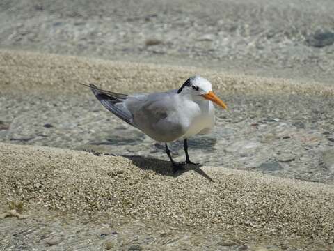 Image of Lesser Crested Tern