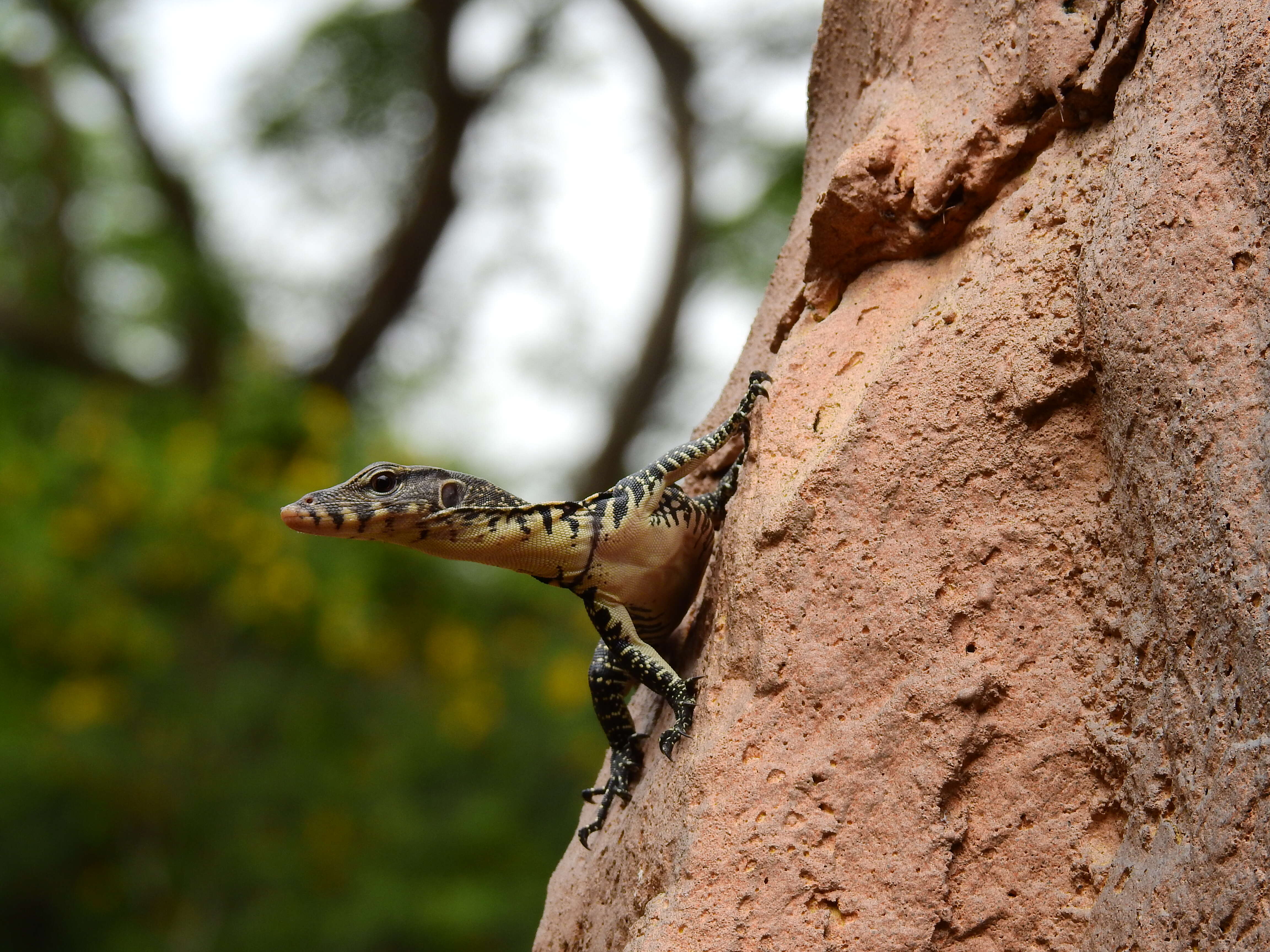 Image of Clouded Monitor