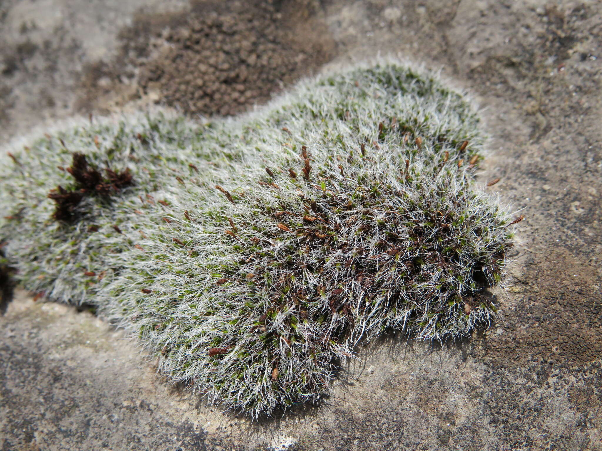 Image of pulvinate dry rock moss