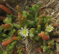 Mesembryanthemum nodiflorum L.的圖片