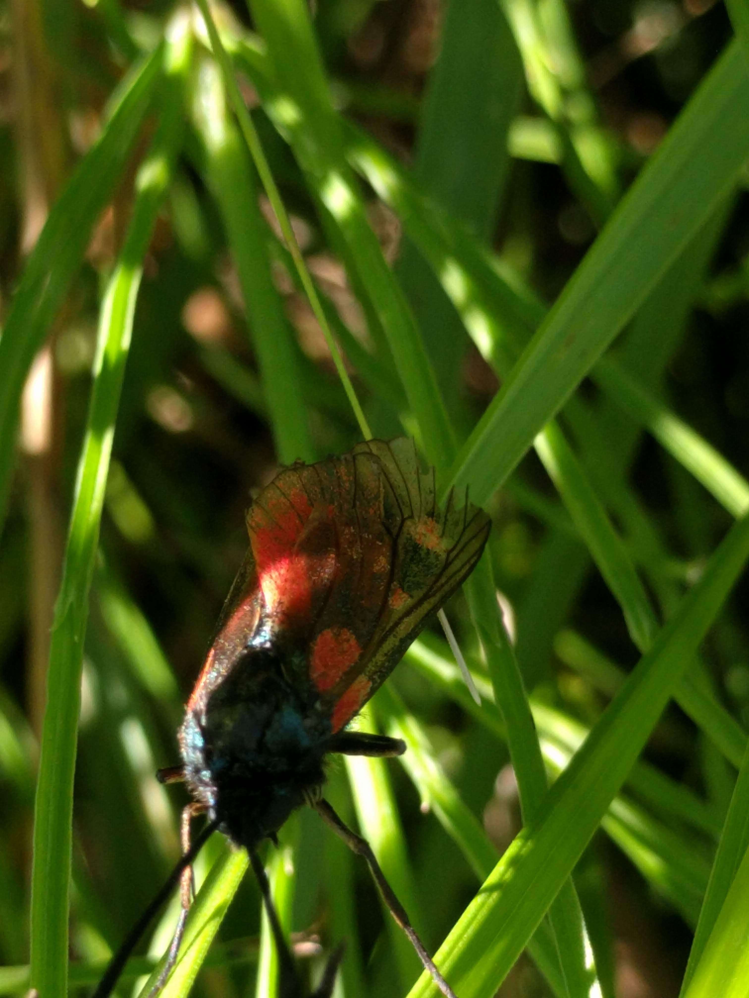 Image of six-spot burnet