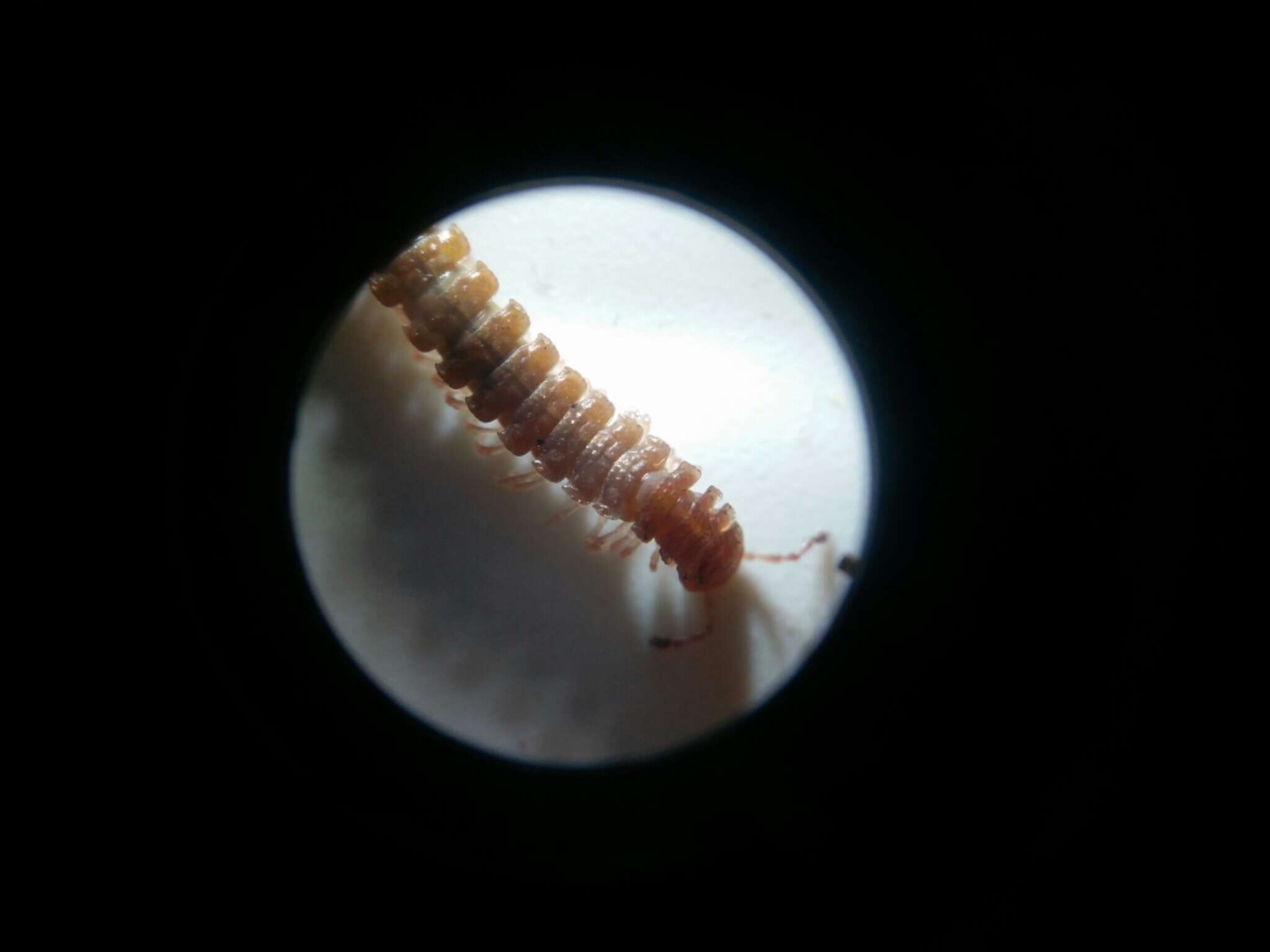 Image of Flat-backed millipede