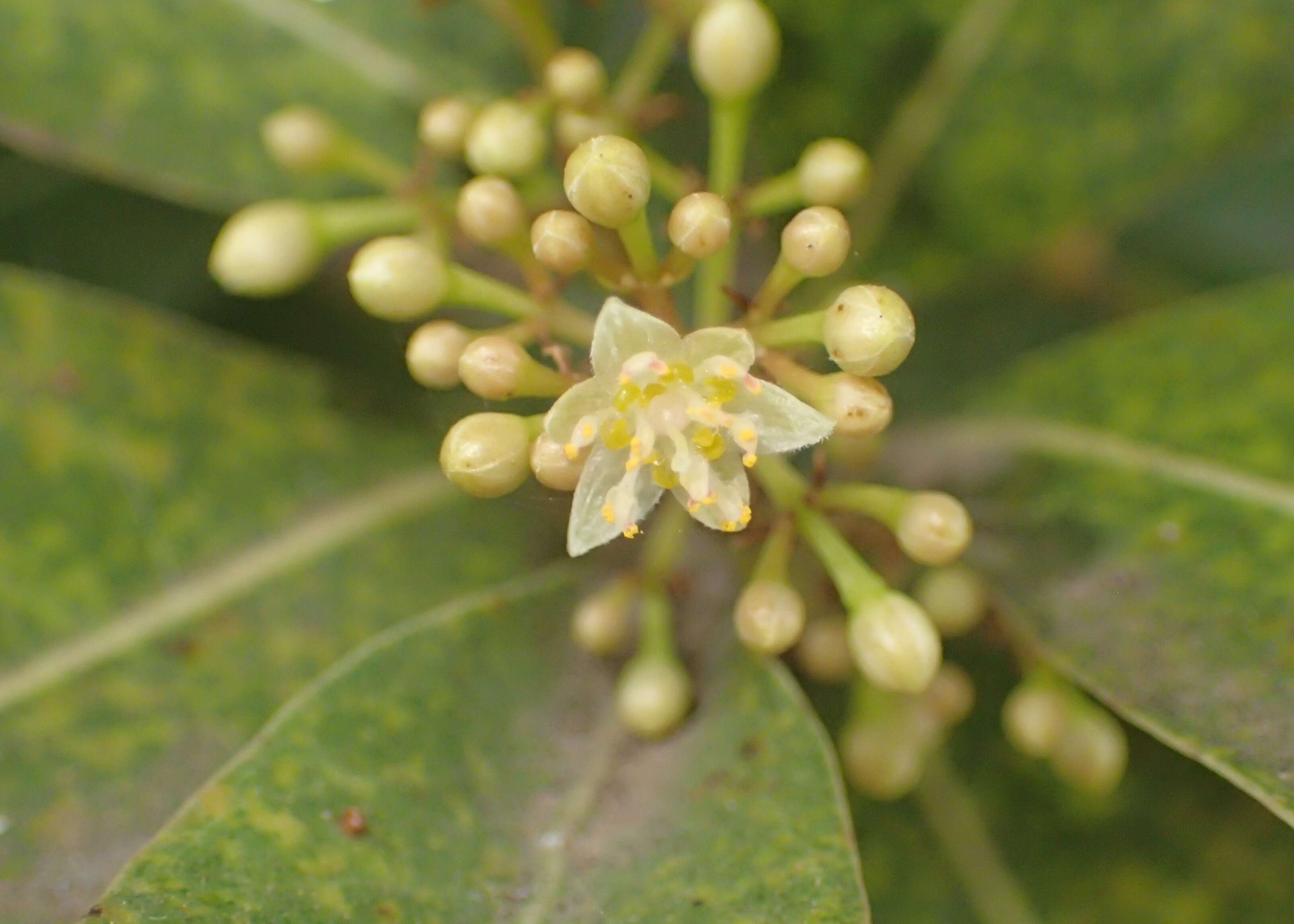 Image of Apollonias barbujana (Cav.) A. Br.