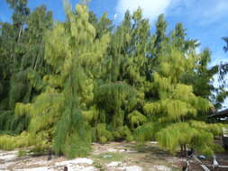 Image of gray sheoak