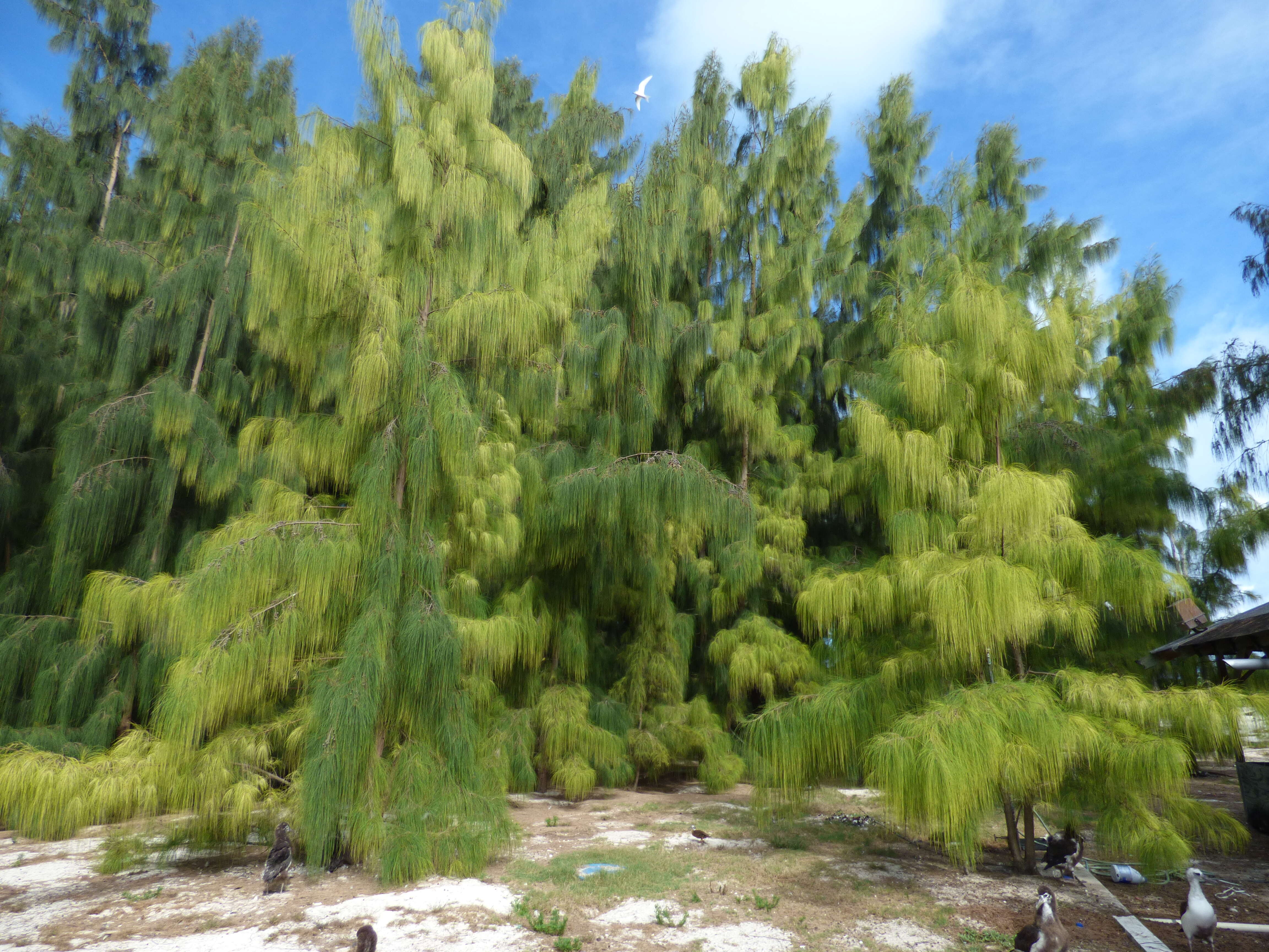 Image of gray sheoak