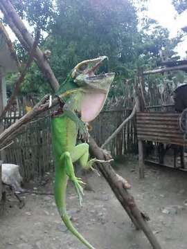 Image of Cuban green anole