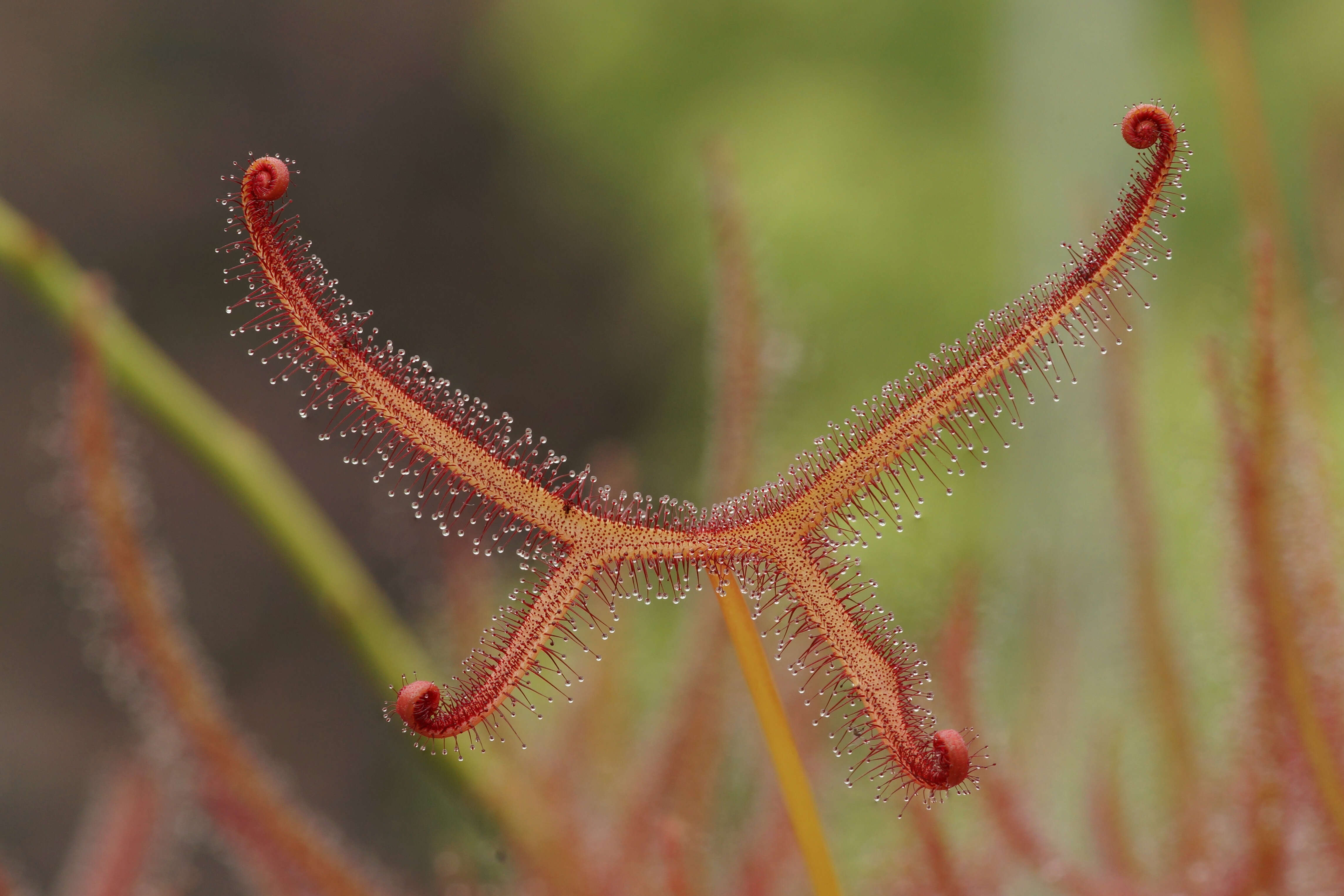 Image of Drosera binata Labill.