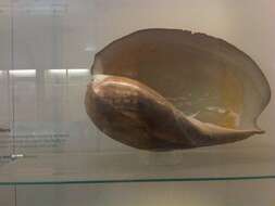 Image de Melo amphora (Lightfoot 1786)
