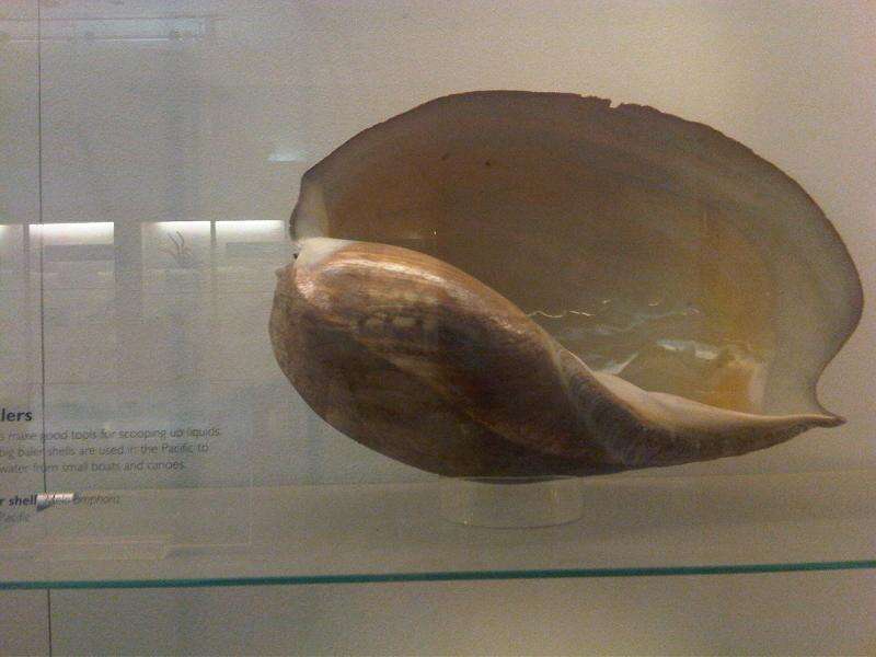 صورة Melo amphora (Lightfoot 1786)