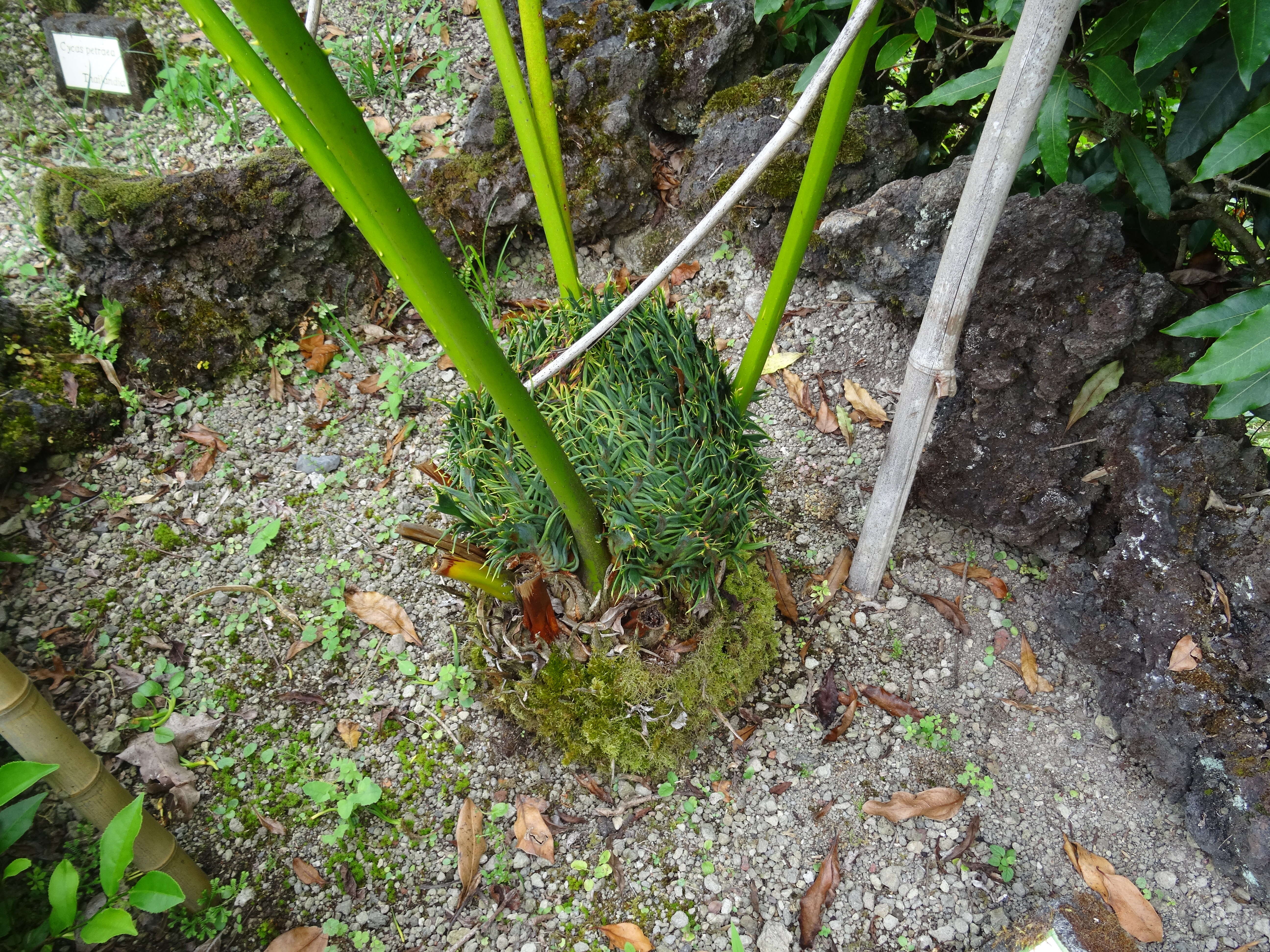 Image of Cycad