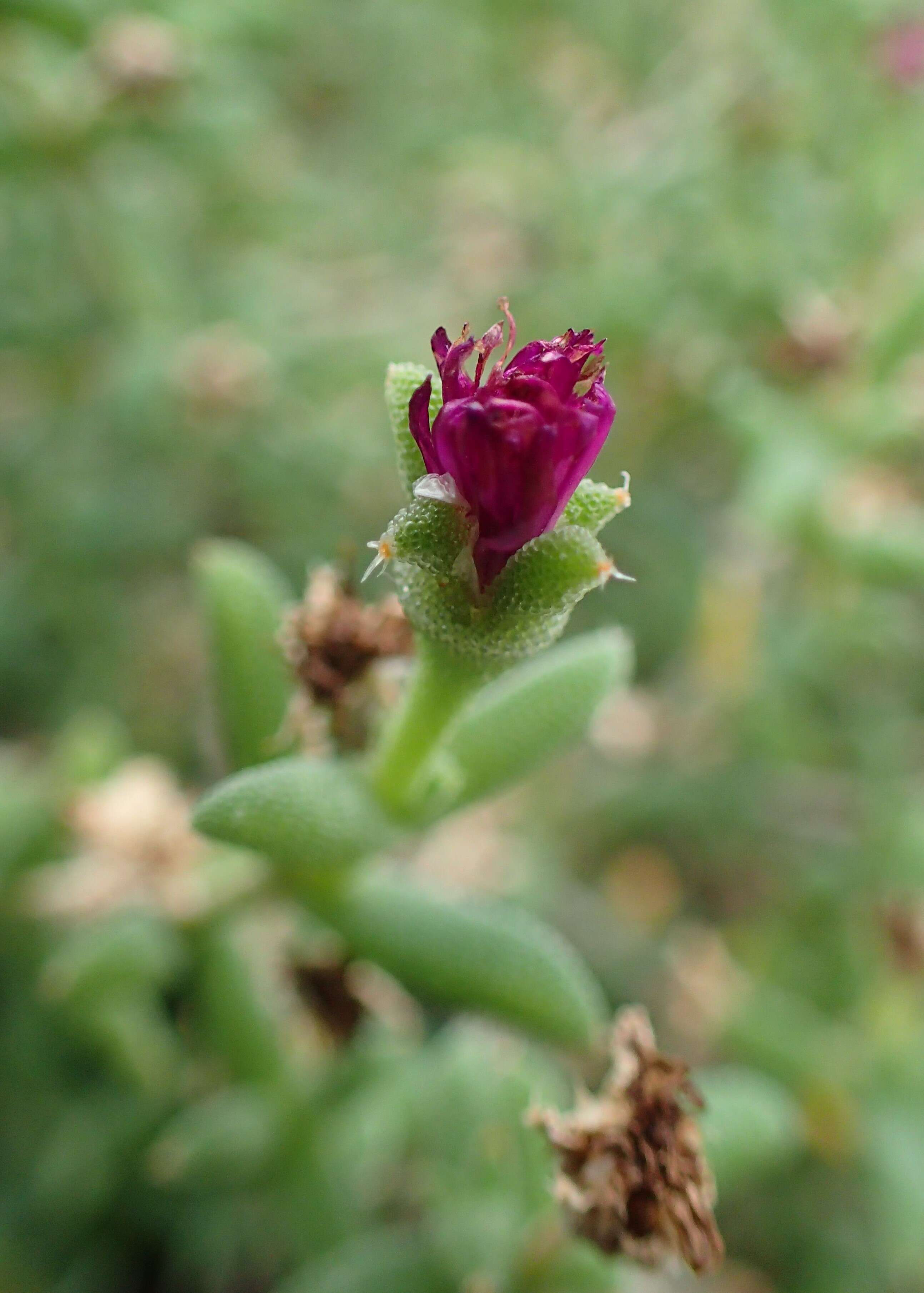 Imagem de Trichodiadema bulbosum (Haw.) Schwant.