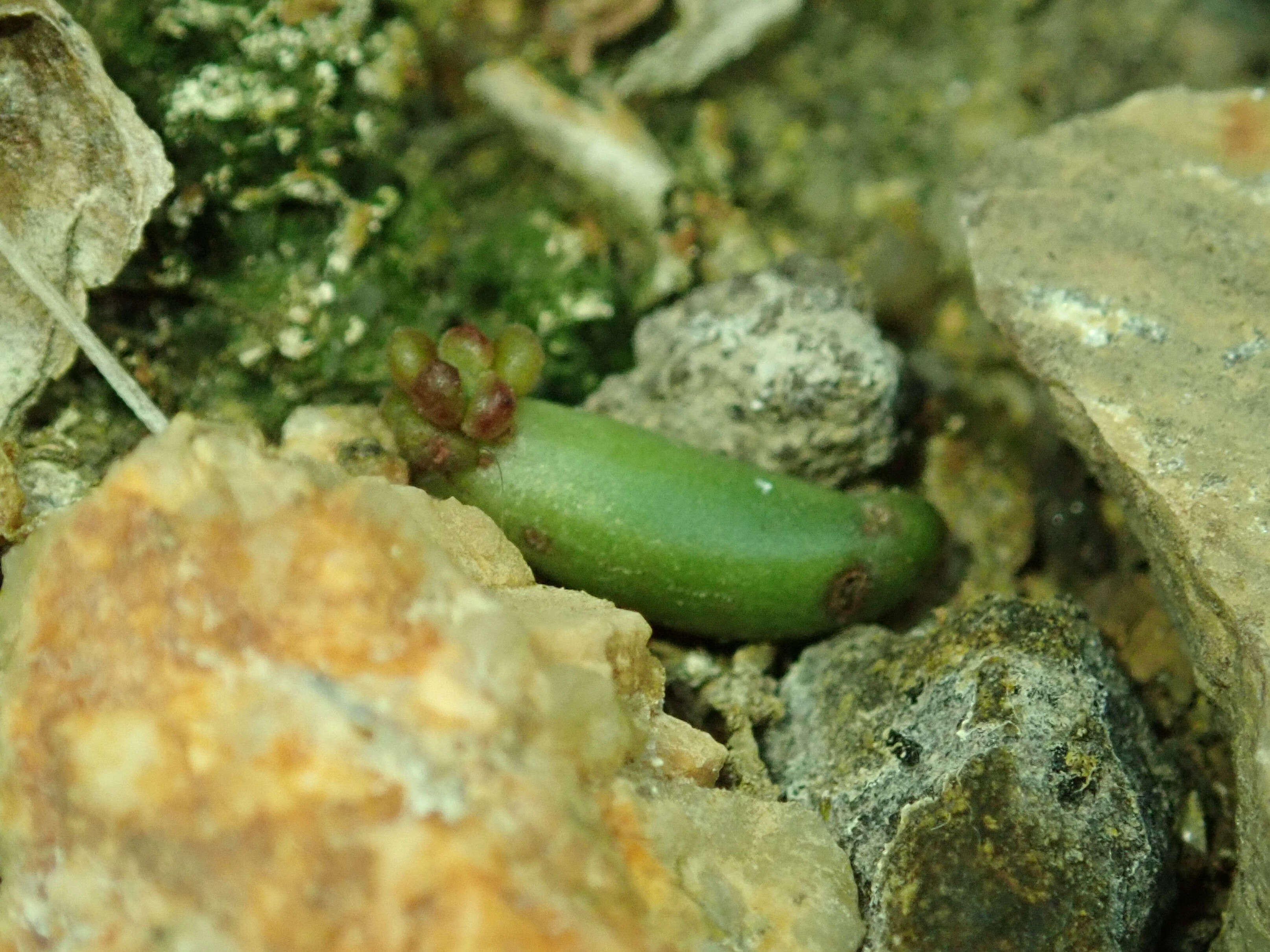 Sedum rubrotinctum R. T. Clausen resmi