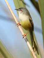 Imagem de Prinia flaviventris (Delessert 1840)