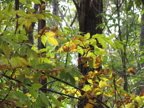 Sivun Fraxinus uhdei (Wenz.) Lingelsh. kuva